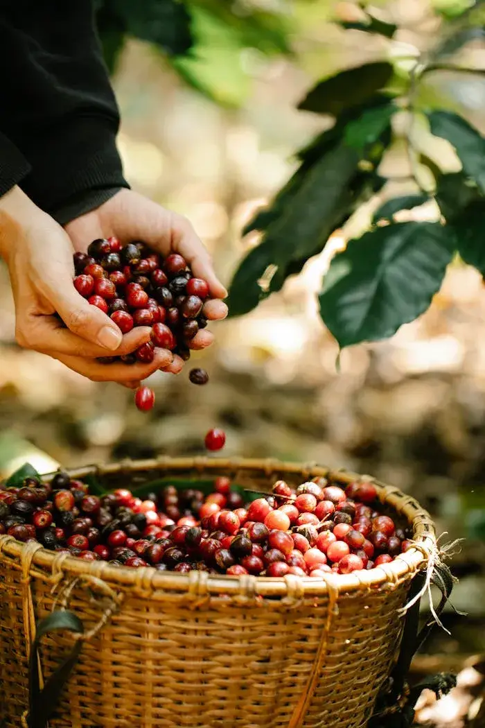 Frutos de café durante a colheita